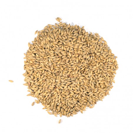 PALE ALE 9 MD (Malta Base)